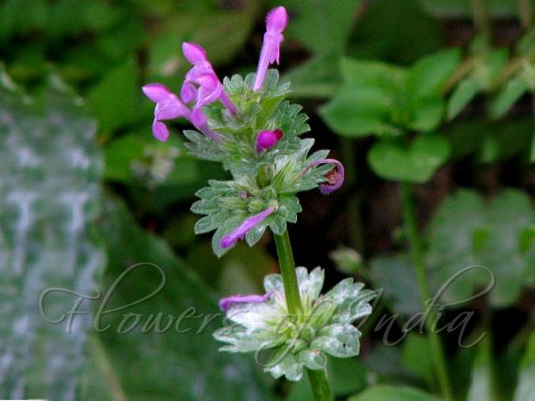 Henbit Deadnettle