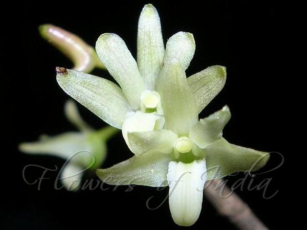 Herbaceous Dendrobium