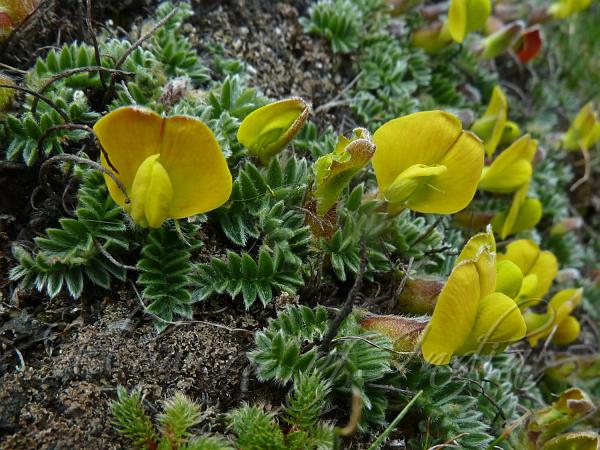 High-Altitude Chesneya