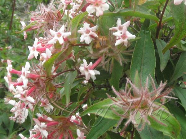 Himalayan Abelia