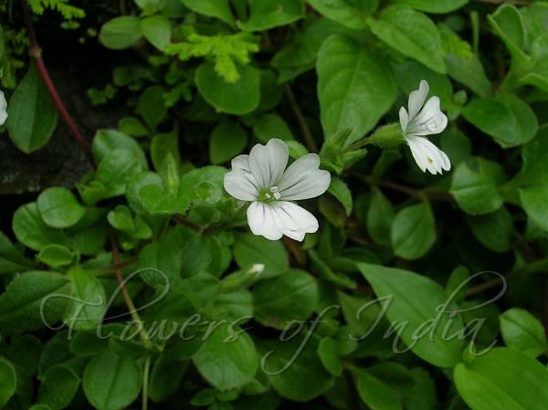 Himalayan Baby's Breath