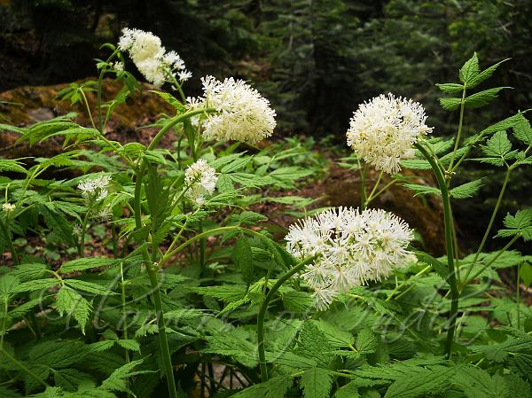 Himalayan Baneberry