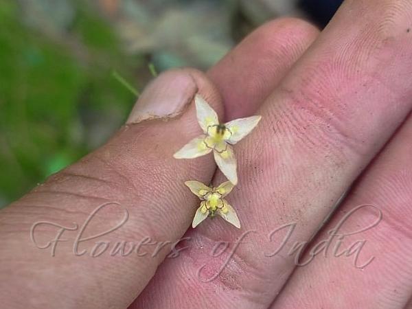 Himalayan Barrenwort