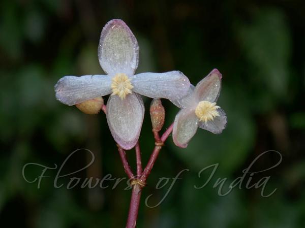 Himalayan Begonia