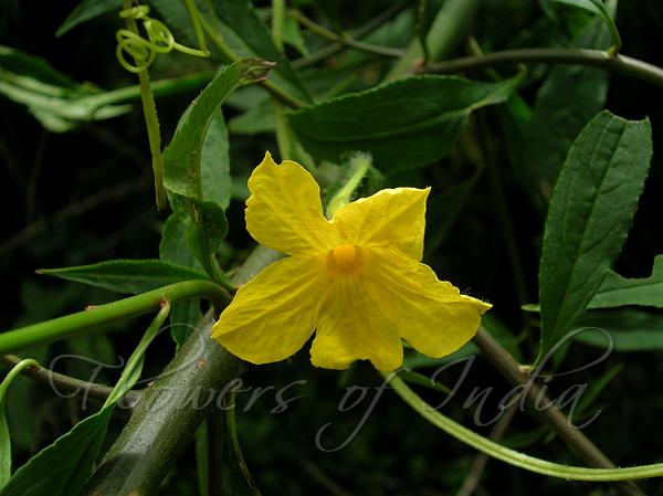 Himalayan Bitter Gourd