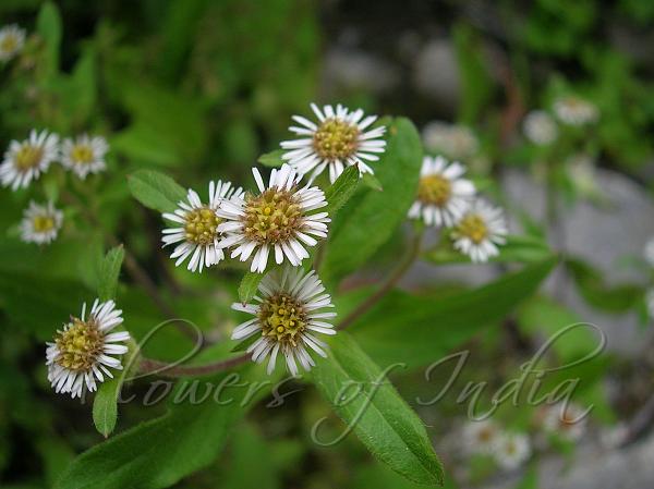 Himalayan Bracted-Fleabane