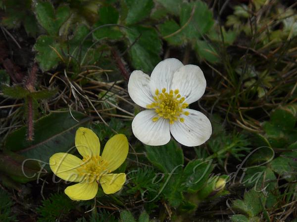 Himalayan Buttercup Anemone