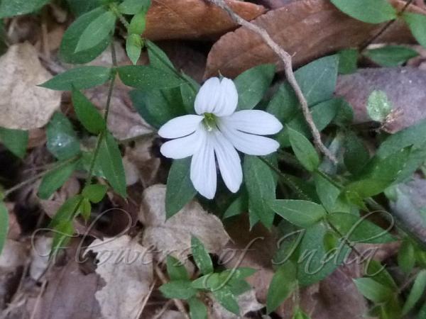 Himalayan Chickweed