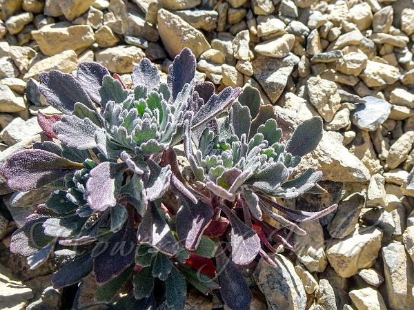 Himalayan Christolea