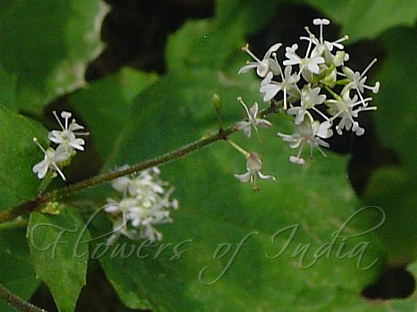 Himalayan Enchanter's Nightshade