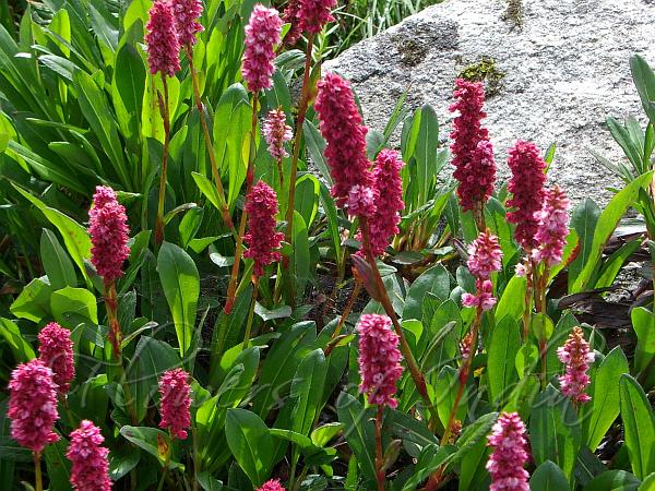 Himalayan Fleeceflower