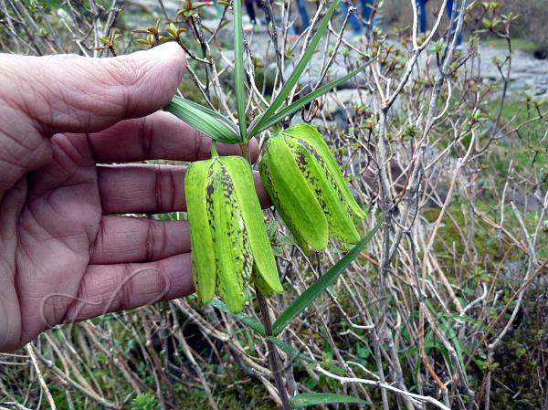 Himalayan Fritillary
