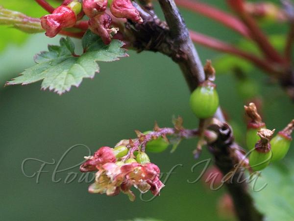 Himalayan Gooseberry