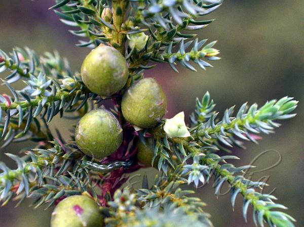 Himalayan Juniper