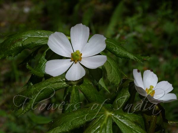 Himalayan May Apple