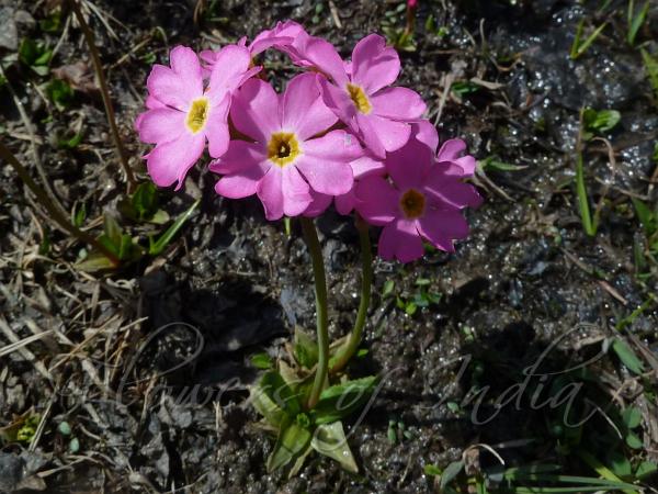 Himalayan Meadow Primrose