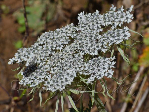 Himalayan Milk Parsley