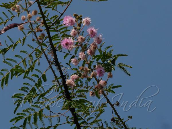 Himalayan Mimosa