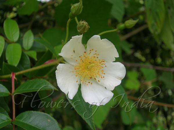 Himalayan Musk Rose