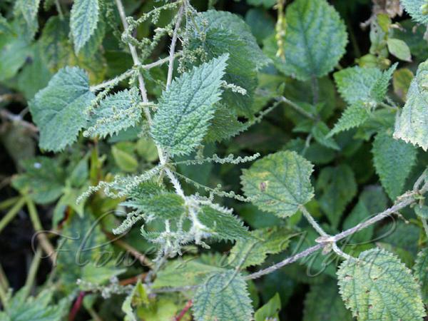 Himalayan Nettle