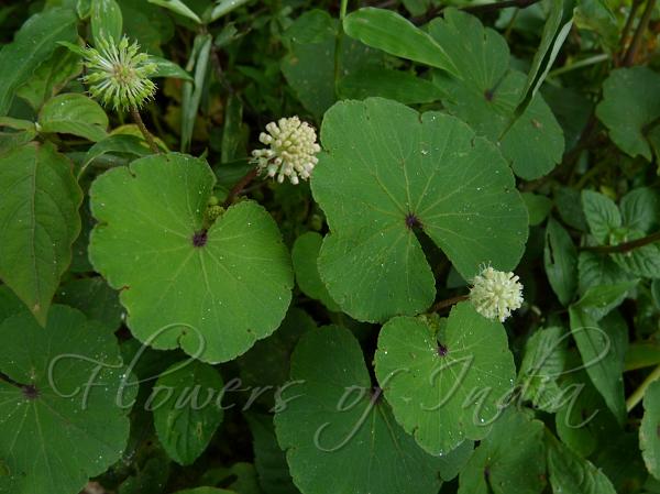 Himalayan Pennywort
