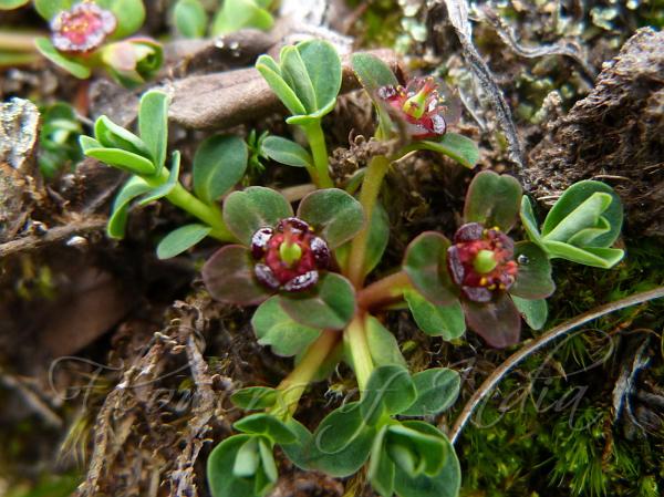 Himalayan Prostrate Spurge