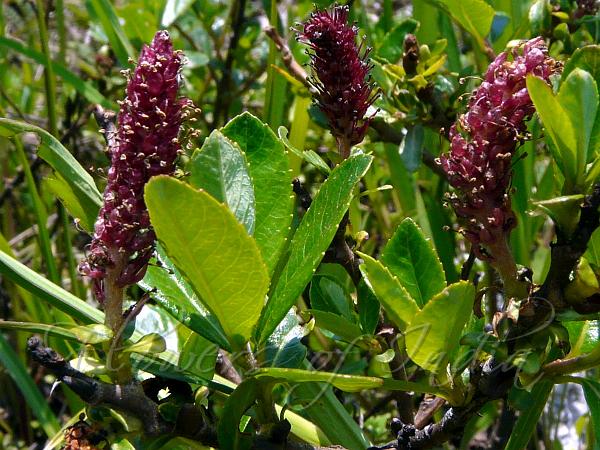 Himalayan Shrub Willow