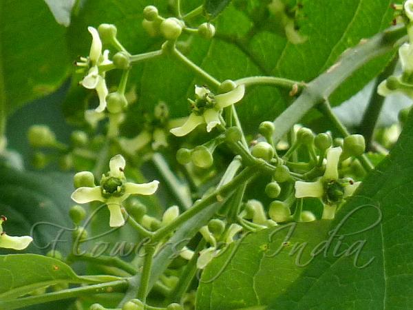 Himalayan Spindle Tree