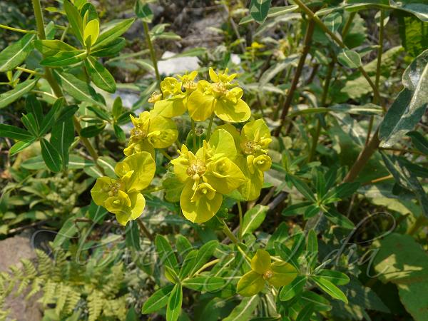 Himalayan Spurge