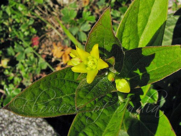 Himalayan Swallow-Wort