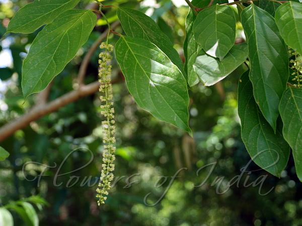 Himalayan Sweetspire