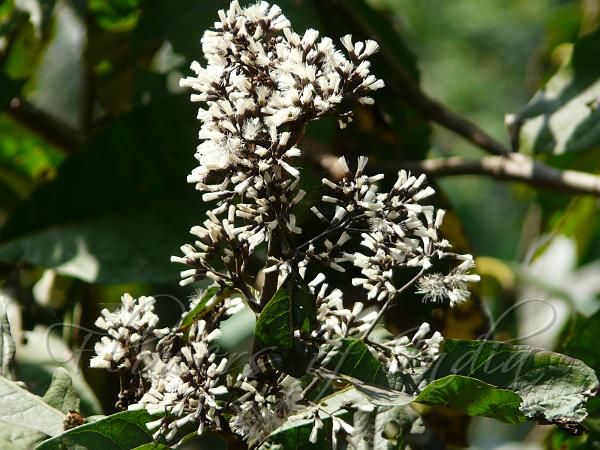 Himalayan Tree Vernonia