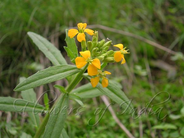 Himalayan Wallflower