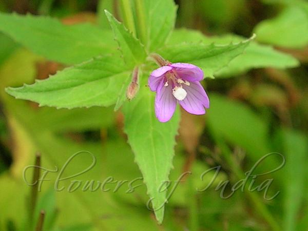 Himalayan Willow-Herb