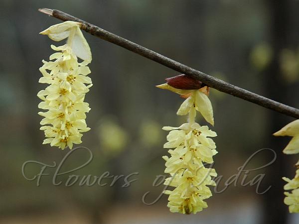 Himalayan Winter Hazel