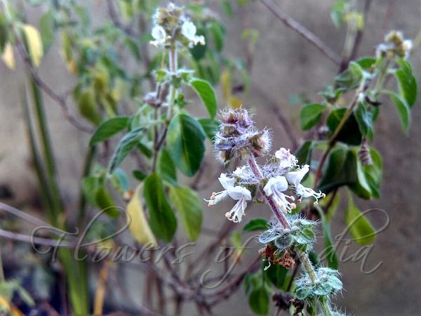 Hoary Basil