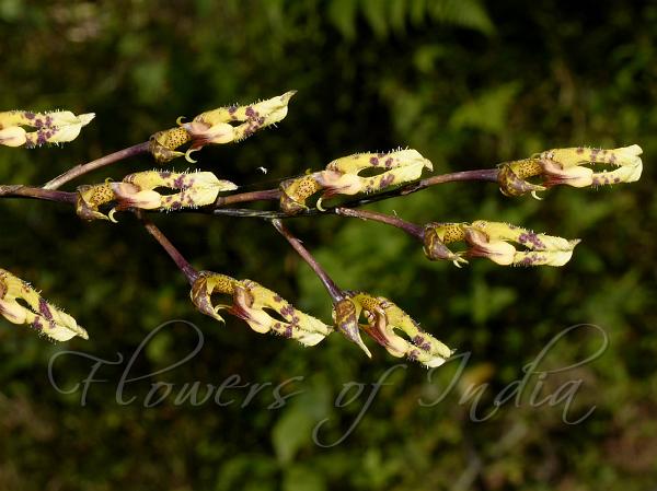 Hornet Bulb-Leaf Orchid