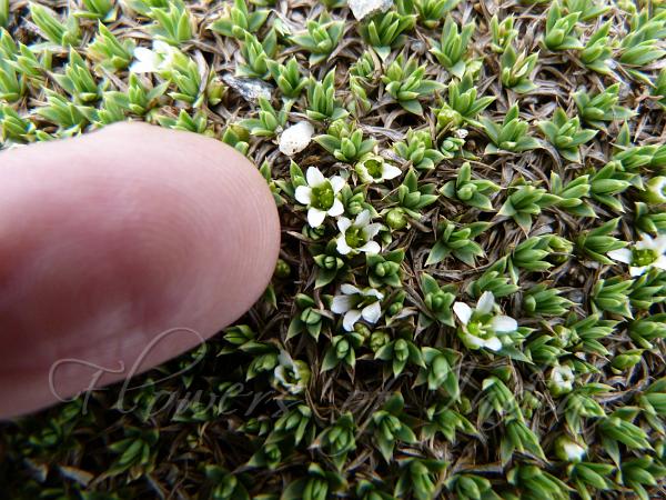 Hummock Sandwort