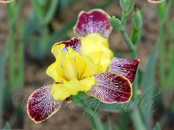 Hungarian Iris