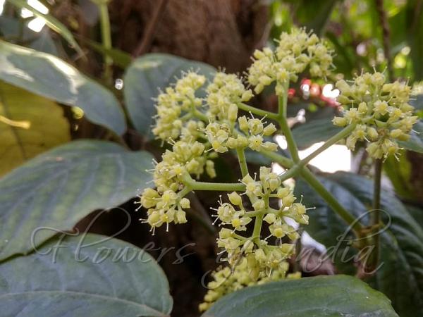Indian Chestnut Vine