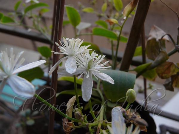 Indian Clematis