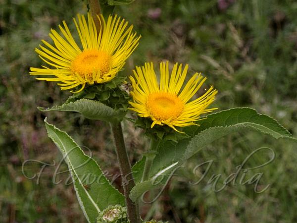 Indian Elecampane