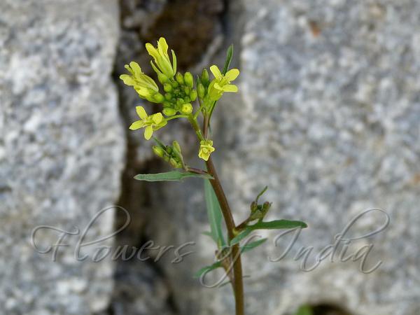 Indian Hedge-Mustard