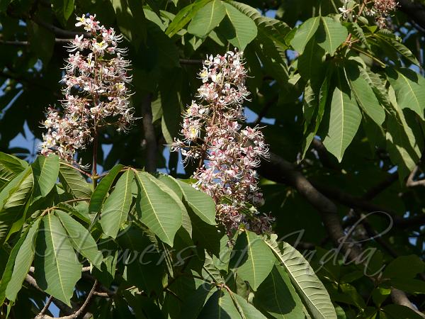 Aesculus indica - Indian Horse Chestnut