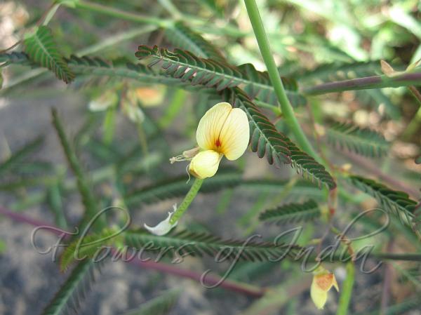 Indian Joint Vetch