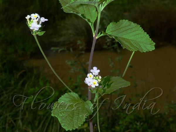 Indian Lantana