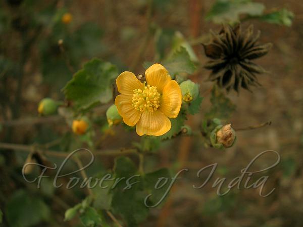 Indian Mallow