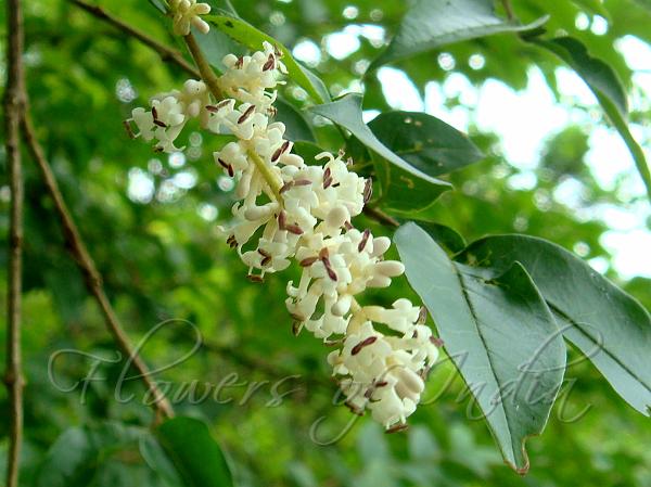 Indian Privet