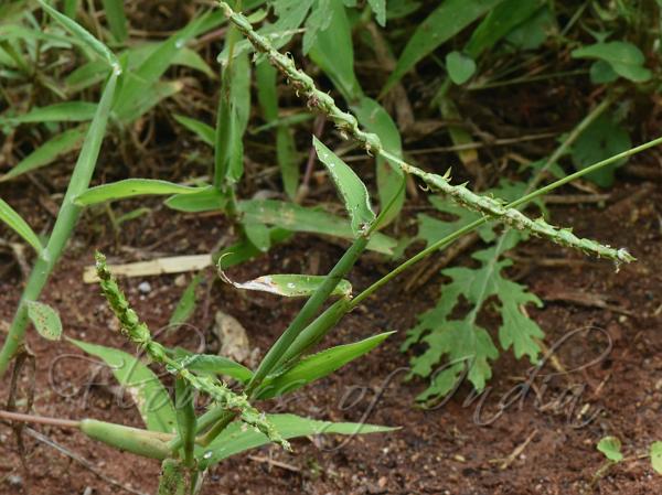 Indian Rough-Grass