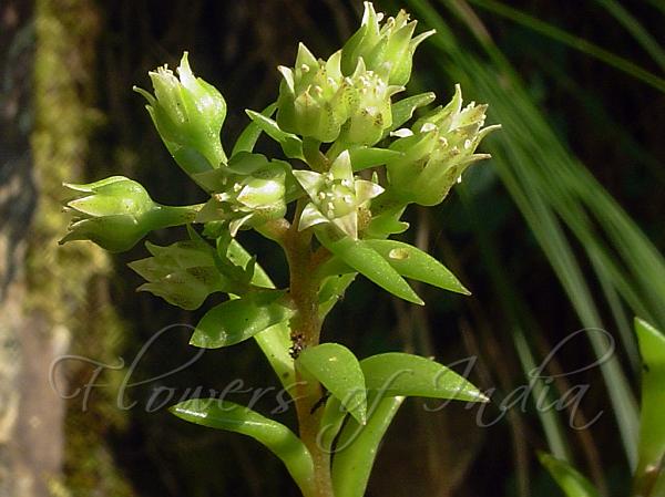 Indian Sedum